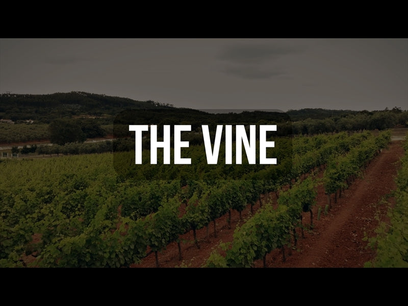 The Vine