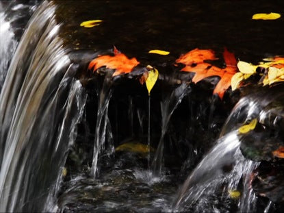 Falls And Leaves