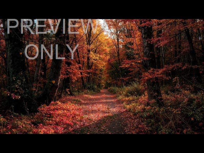 Forest Fall 1 Still