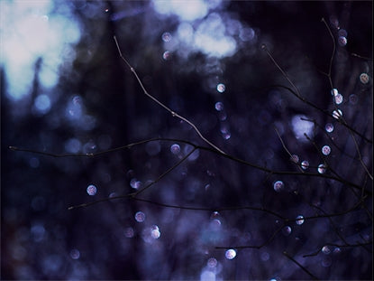 Winter Frost 5
