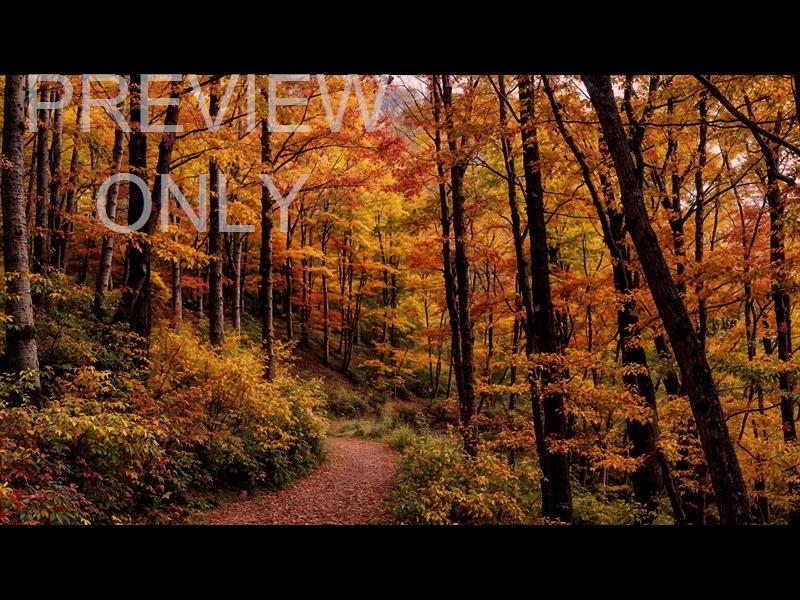 Forest Fall 4 Still