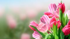 Flower 1