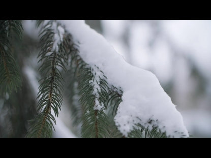 Snow Winter Background 18