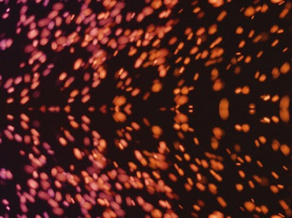 Dense Sparks Mirror