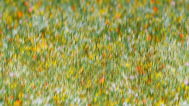 Springtime Bloom 5