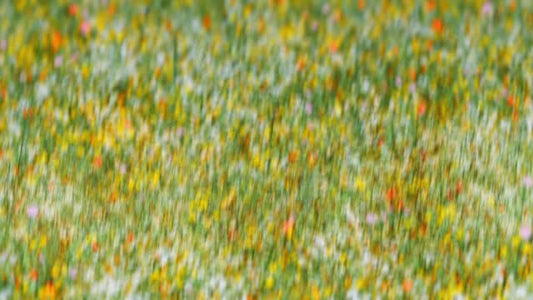 Springtime Bloom 5