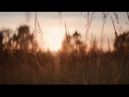 Fields Background