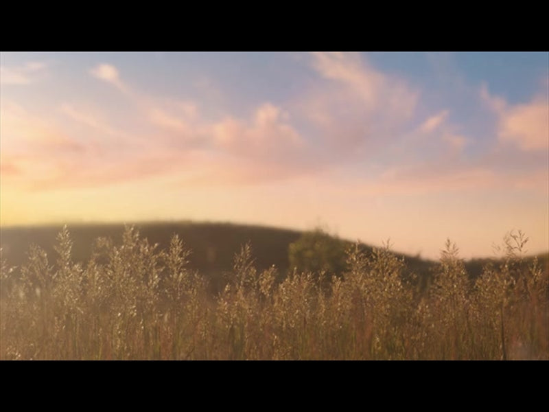 Summer Wildflower Sunset Grass