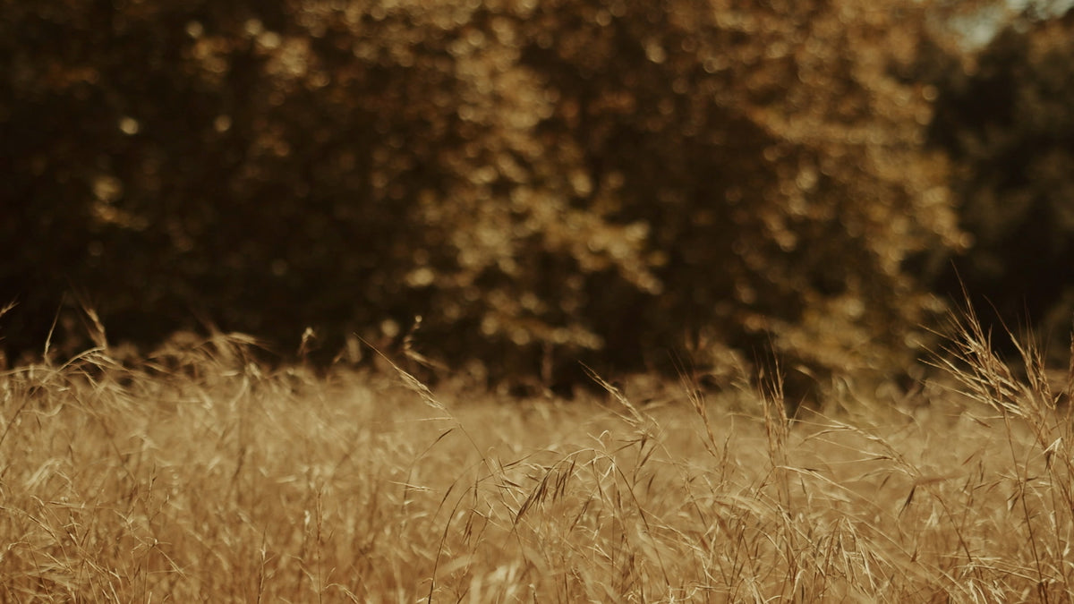 Autumn Meadow Still 01