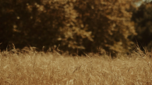 Autumn Meadow Still 01