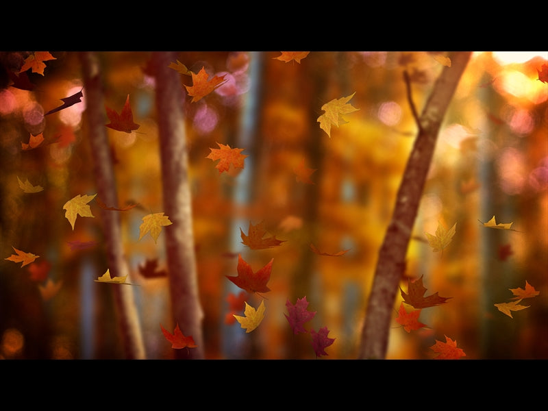 Fall Woods 18
