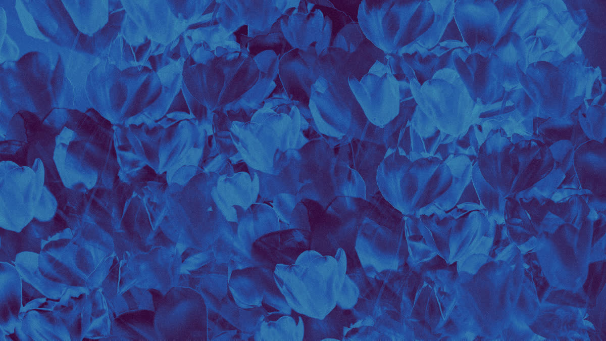 Hyper Bloom 11 Still