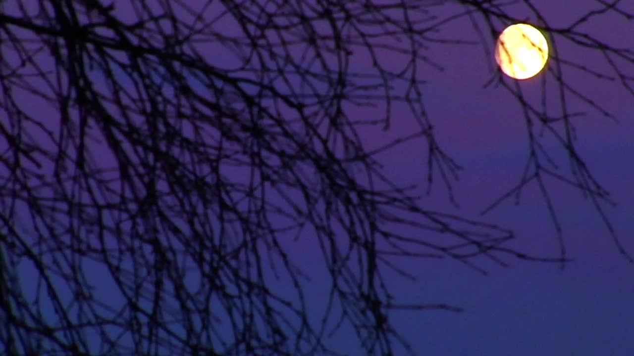 Moon And Tree