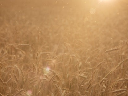 Summer Wheat Golden