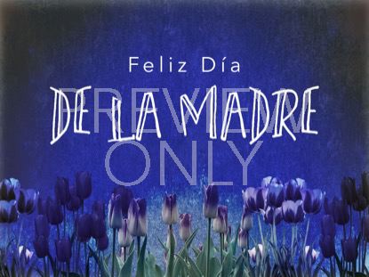 Mothers Day Tulips Holiday Still -