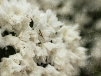 Flowers 2
