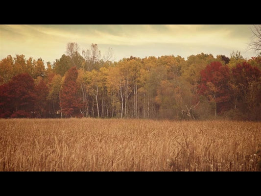 Fall Colors Tall Grass