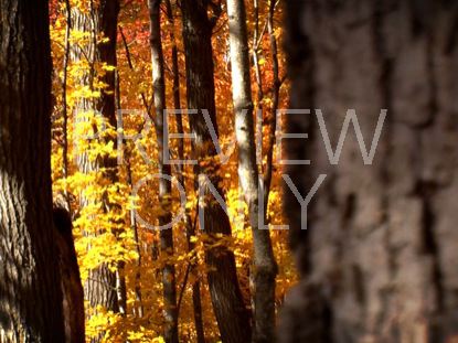 Fall Footage Golden Forest
