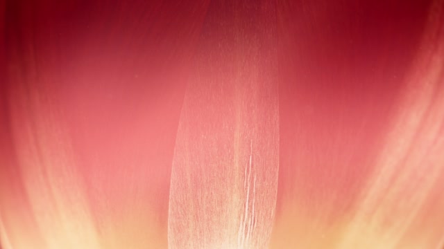 Flowers Of The Field Loops 04