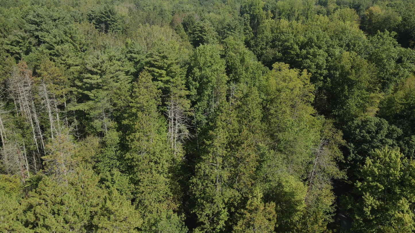 The Forest 11