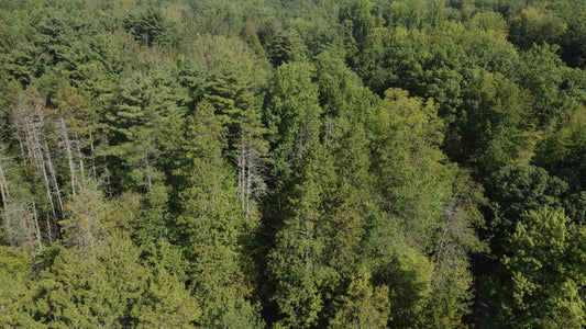 The Forest 11