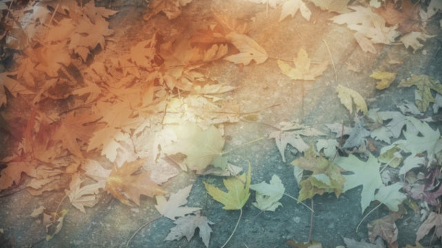 Fallen Leaves 03