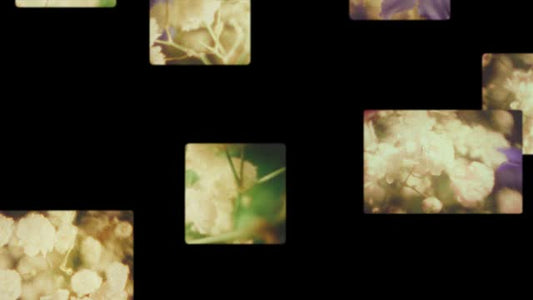 Bloom Again 03