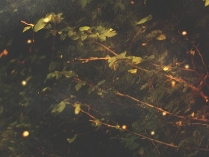 Light Foilage