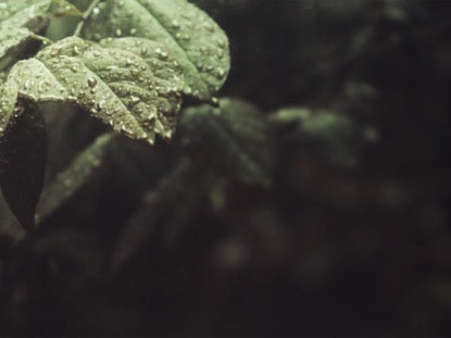 Rainy Leaves Left