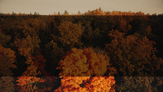 Autumn Foliage 10 Alt