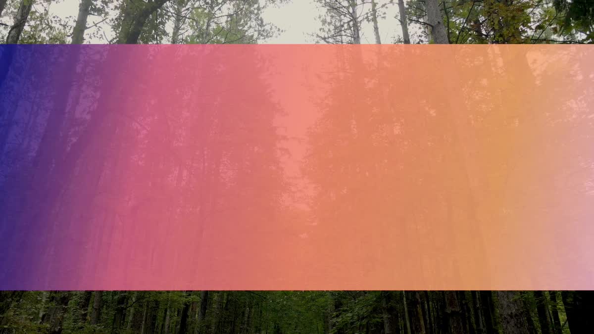 The Forest 8 Bar Still