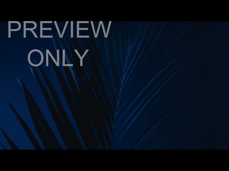 Cinematic Palms Still 10