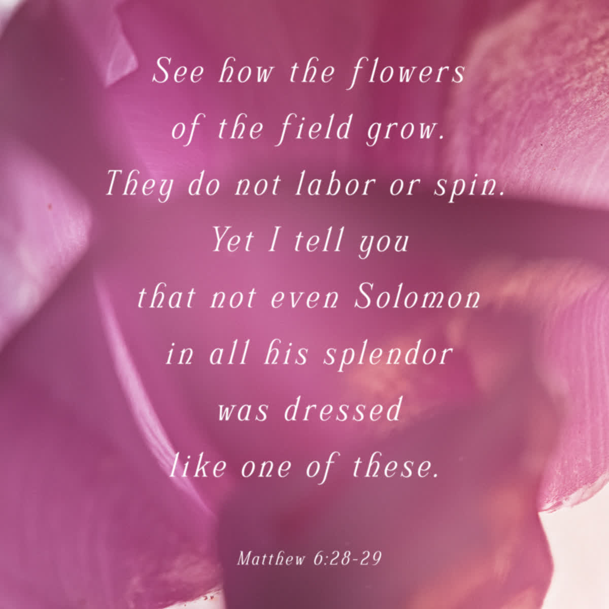Flowers Of The Field Still Social 04