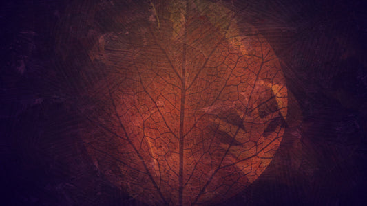 Fall Into Grace Still 2