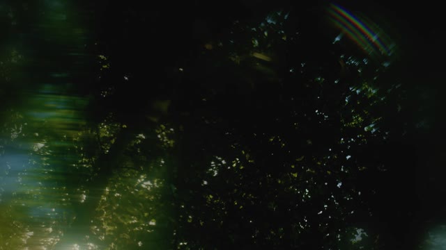 Like A Tree Loop 08