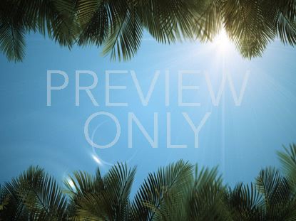 Sky View Palm Branches Blue