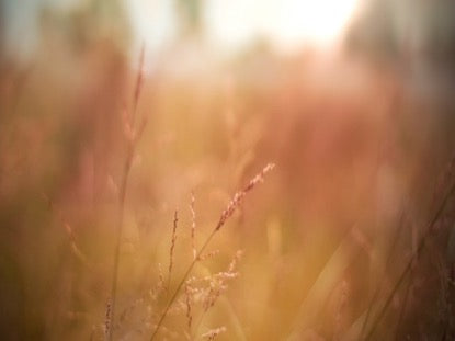 Fall Field 5