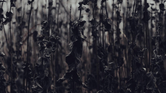 Bleak Beauty Stalks Still