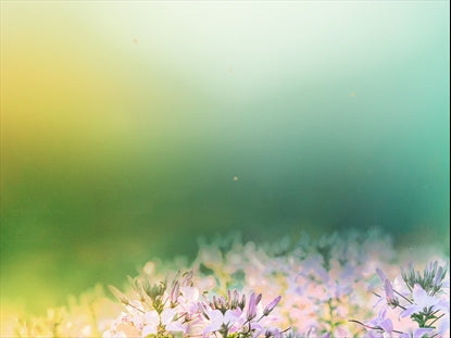 Fields Of Bloom 2