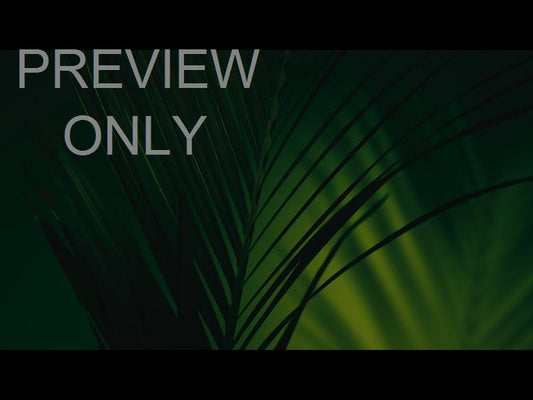 Cinematic Palms Still 9