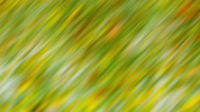 Springtime Bloom 10