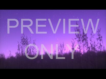 Summer Fireflies Pink Field