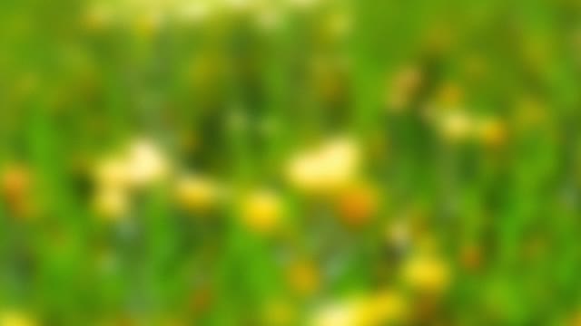 Springtime Bloom 16