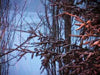 Winter Snow Loop 6