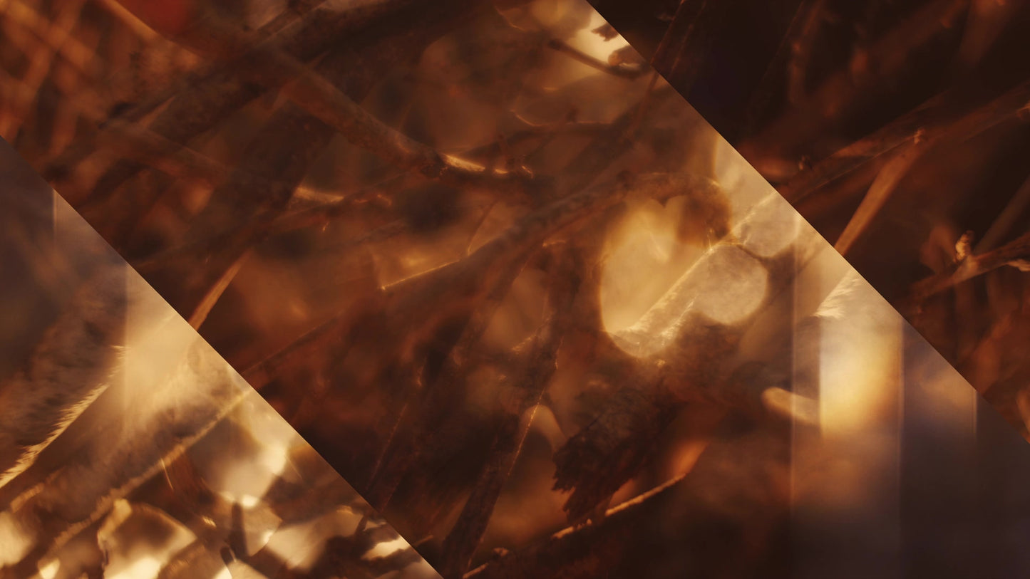 Autumn Dream Branch Alt