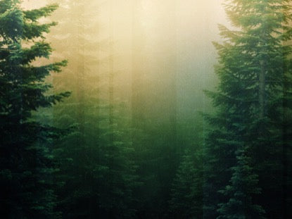 Calming Nature Green 1 Motion