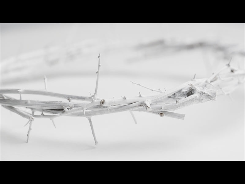 Crown Of Thorns White 12