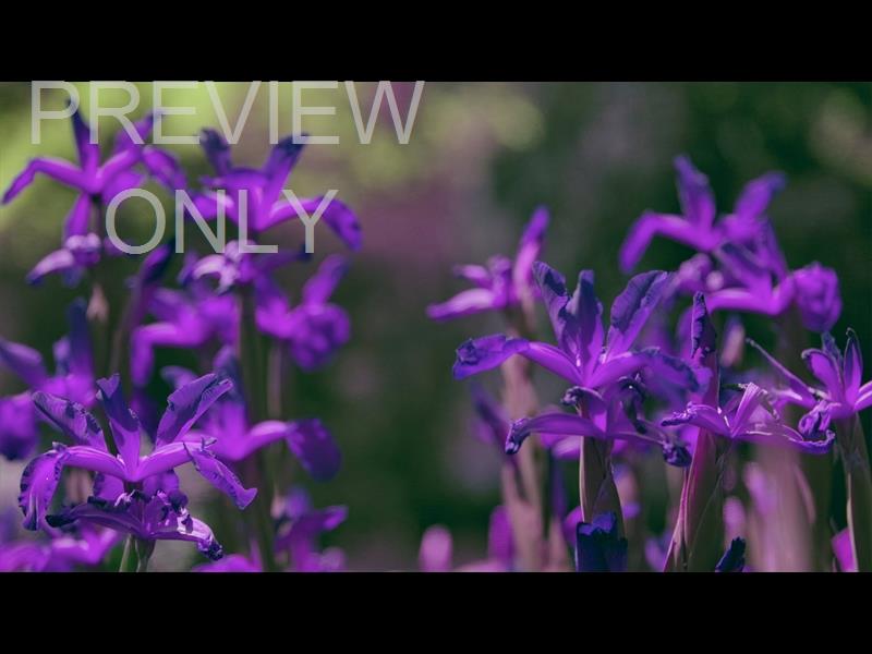 Mothers Day Garden 1 Still