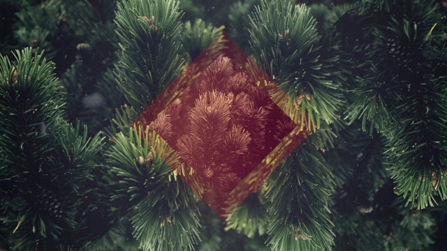 Christmas Forest 05