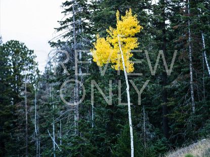 Lone Fall Aspen